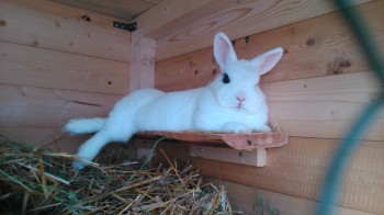 Statement zu den derzeit grassierenden Tierseuchen: Kaninchensterben, Geflügelsterben usw.  kaninchensterben geflügelsterben Unser Zwergkaninchen namens 
