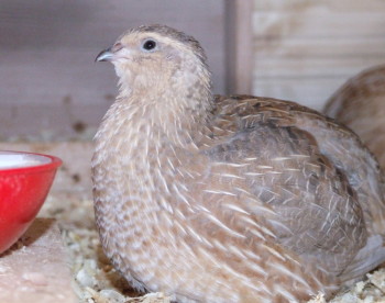 Geflügelseuche H5N8 in Sachsen: Stallpflicht für alle Geflügelarten und Verbot aller Geflügelausstellungen stallpflicht sachsen ausstellungen h5n8 Stallpflicht in Sachsen - Unsere Wachteln müssen im Stall bleiben