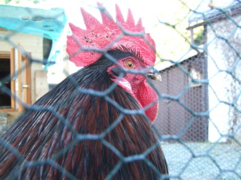 Vogelgrippe in Sachsen: Drei Monate Stallpflicht für Geflügel und kein Ende abzusehen h5n8 vogelgrippe stallpflicht Hinter Gittern, aber immer noch im Freiland: Hahn im Sommer 2016