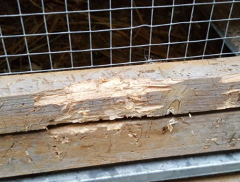 Für Wachteln ungeeignet - Warnung vor Kleintier-Billigställen aus dem Baumarkt stall wachtelstall kleintierstall Kleintierstall nach Raubtierangriff (Foto: Strickroth)