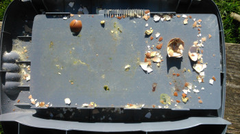 Vor und nach dem Brüten: Brutmaschine gewissenhaft reinigen brutautomat brutmaschine reinigen desinfizieren Brutautomat RCOM 20 nach einem Brutvorgang mit Marans. Reinigung dringend erforderlich.