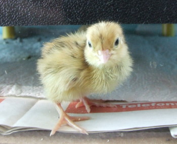 Ist die Haltung von Wachteln genehmigungspflichtig? wachteln veterinäramt meldepflicht tierseuchenkasse Wachtelküken - Japanische Legewachtel