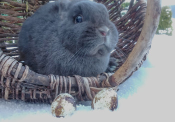 Verkauf von Bruteiern, Wachteleiern und lebenden Wachteln im Winter wachteln legewachteln kaufen bruteier wachtelbruteier Weiße Ostern sind im Erzgebirge normal 