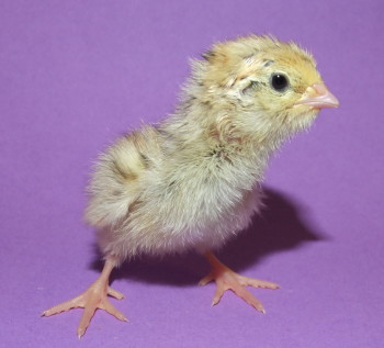 Müssen für Wachteln Beiträge zur Tierseuchenkasse (TSK) gezahlt werden? tierseuchenkasse wachteln meldepflicht bundesland sachsen niedersachsen hessen Wachtelküken (Japanische Legewachtel)