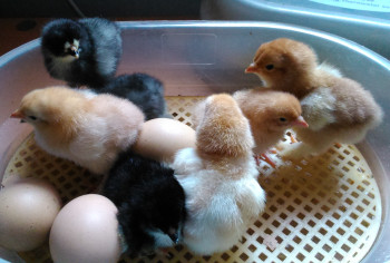 Die ersten Küken des Jahres 2021 waren Araucanas... und nicht die eigenen (Fast schon ein Jahresrückblick) araucanas huhn küken brutautomat Araucanas-Küken beim Schlüpfen