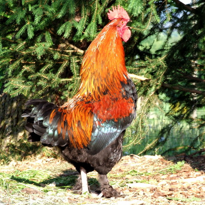 Marans Bruteier Bruteierversand