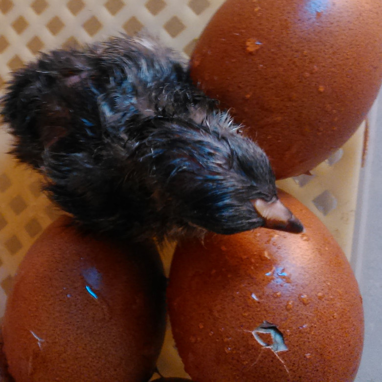 Bruteier von Marans zu verkaufen und Bruteierversand