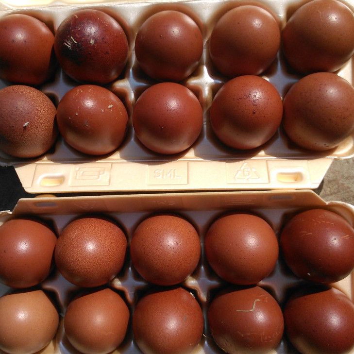 Rassehühner Marans Bruteier schwarz kupfer Foto 824
