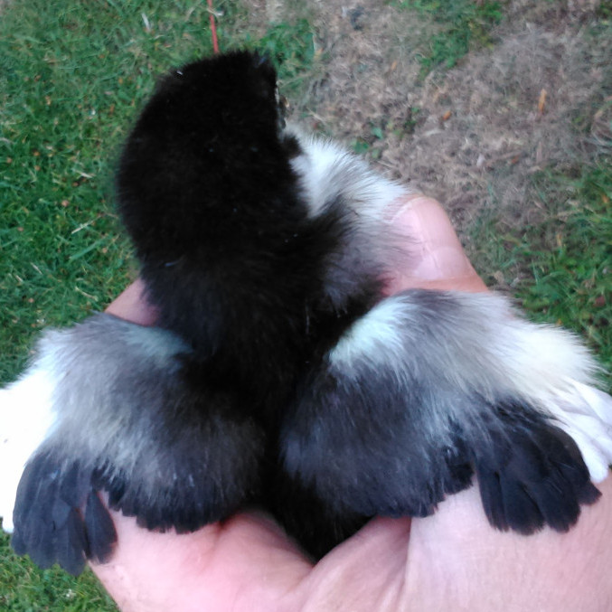 Brutei vom Marans Huhn, Versand, einzeln