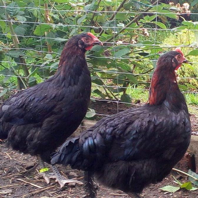 Junge Marans Rassehühner