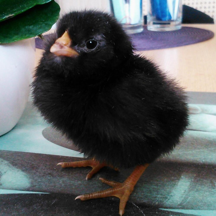 Sechs Bruteier vom Marans Huhn, Versand