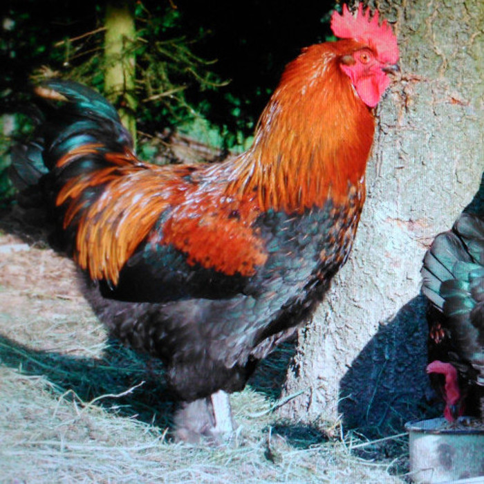 Reinrassige Marans, Bruteier, 6 Stück pro Packung