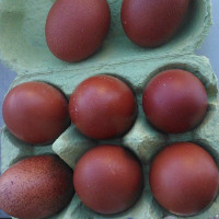 Marans Bruteier schwarz kupfer bruteier hühner braune eier