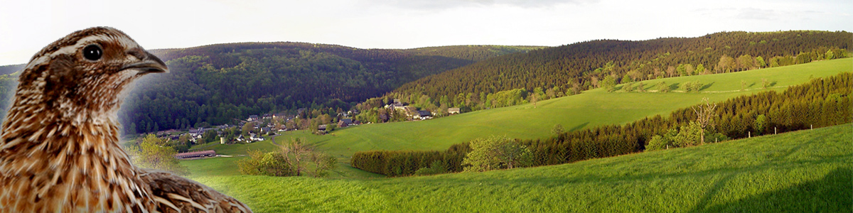 Wachteln Wachtelbruteier Wachtelzucht