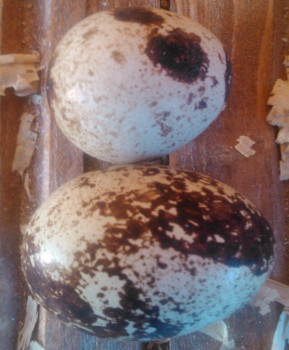 Häufige Frage: Meine Wachteln legen riesige Eier - sie passen gar nicht in die Eierverpackung.  wachteleierlikör wachteleier doppeldotter Wachtelei - Normale Größe (oben) - Doppeldotter (unten)